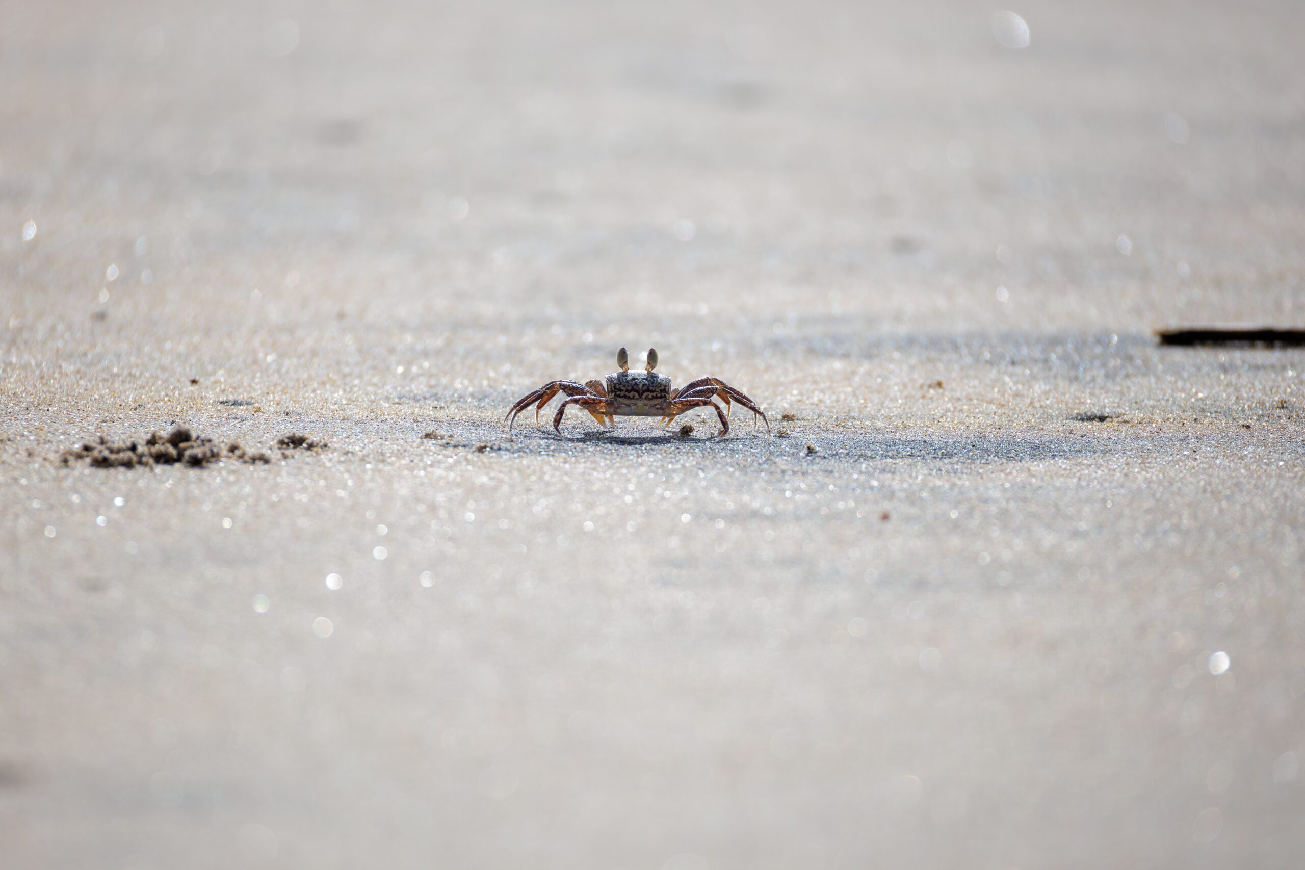 Crabs in the Sand, by M.R. Bessac