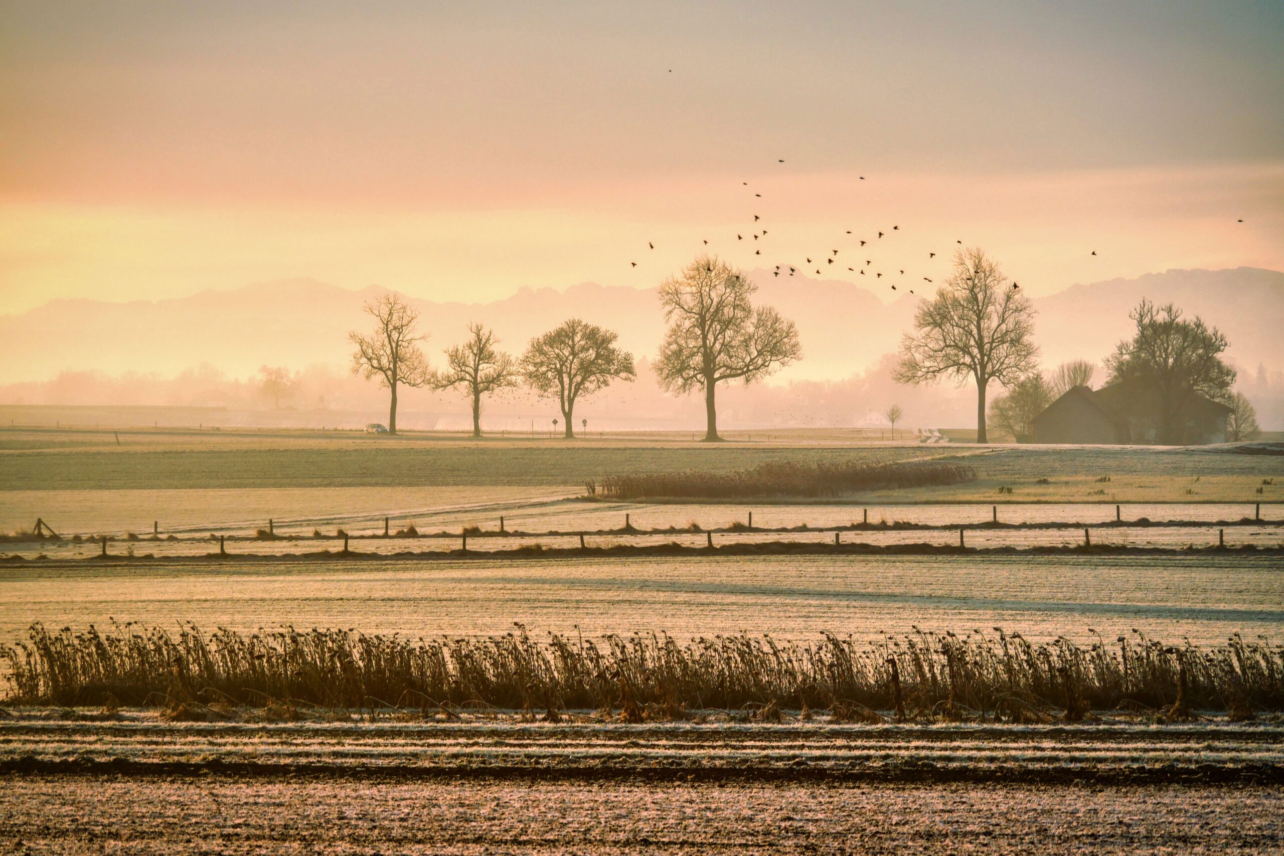Morning, by Olivia Austin