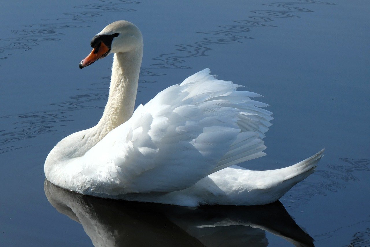 Oriental, by Rebecca Yang