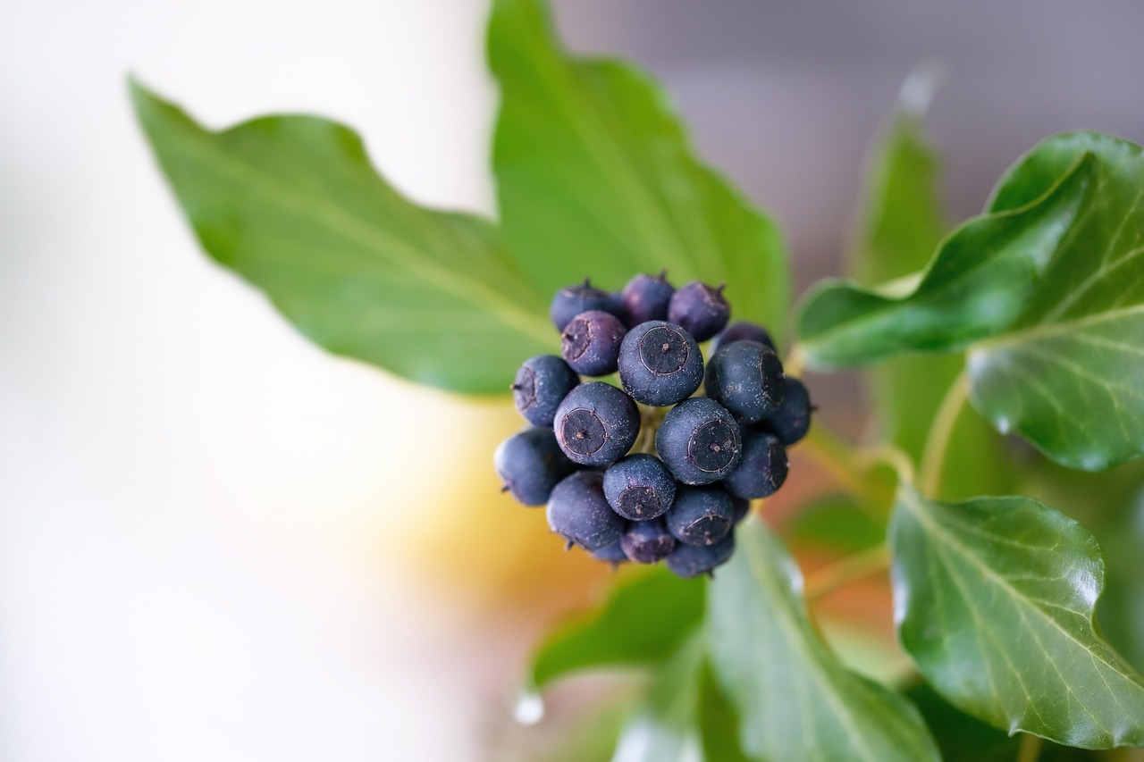 ivy, by Helen Hernandez