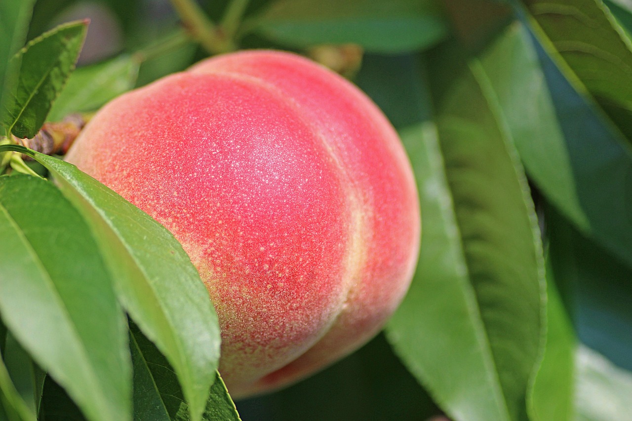Peaches, by Allison Churches