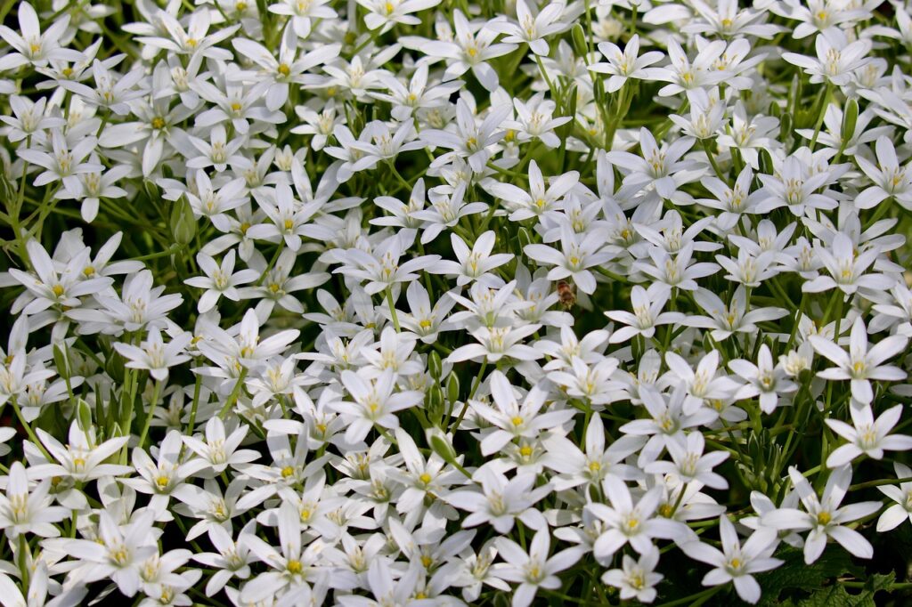 honeysuckle milk flower, by Liam “Lee” Balmeo