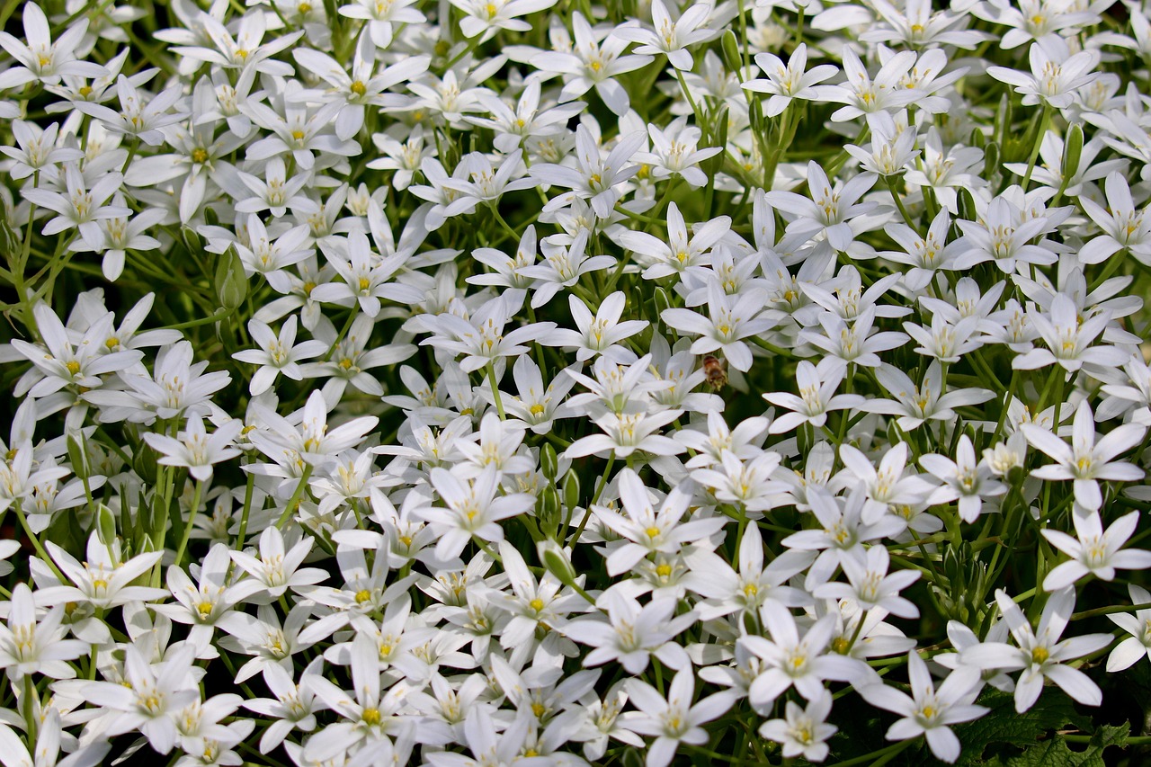 honeysuckle milk flower, by Liam “Lee” Balmeo