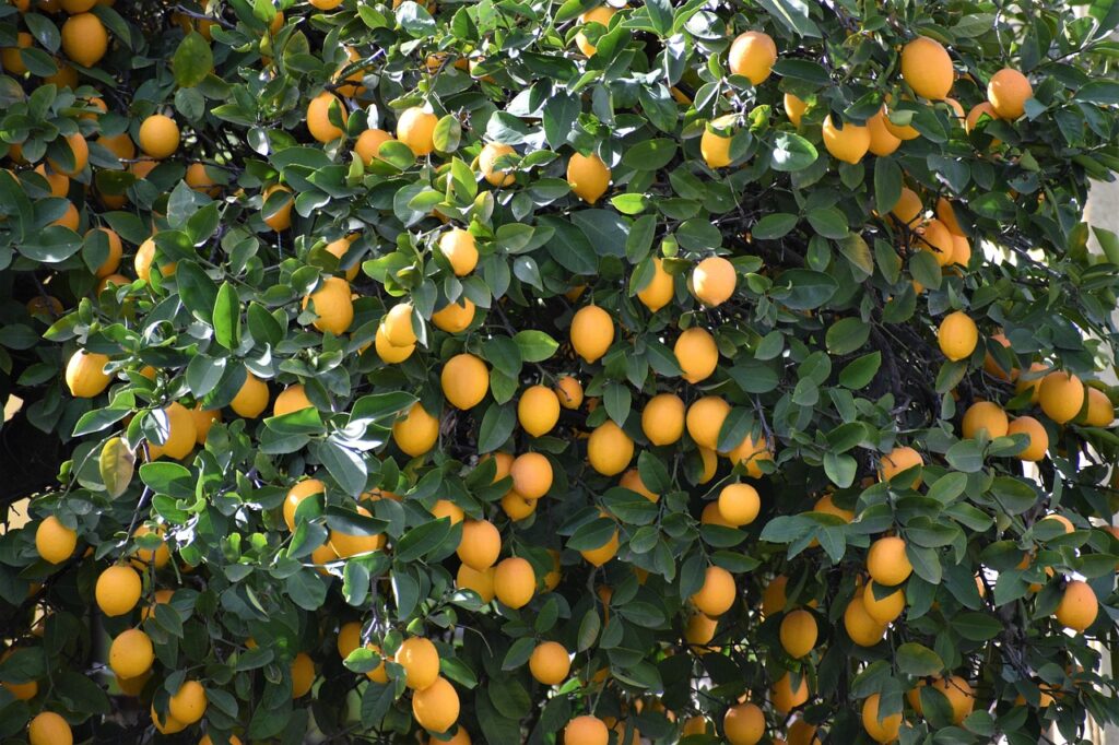 The Desertion of Lemons, by Shivaun Galvin