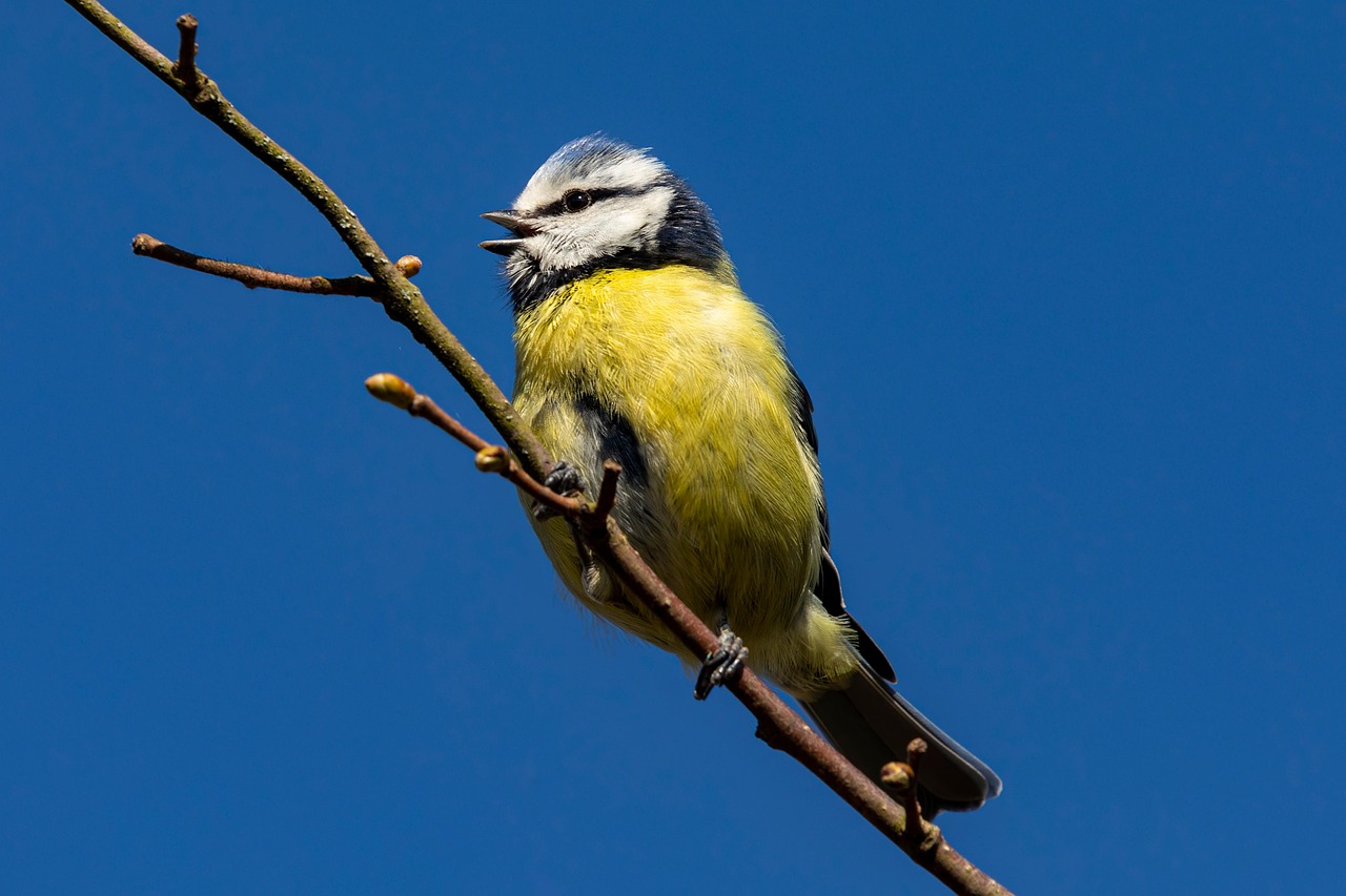 Forever the Poor Poor Bluebird Getting Crushed under the Craters of the Moon While a Photo is being Taken, Liam Garrett