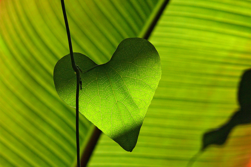 A Modest Leaf(Love) Story, by Meerub Tariq