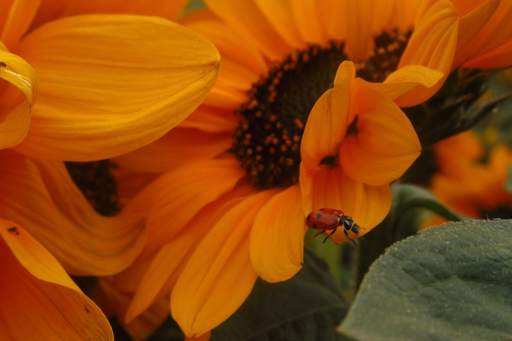Spotting Sunflowers, by Brielle Barlow